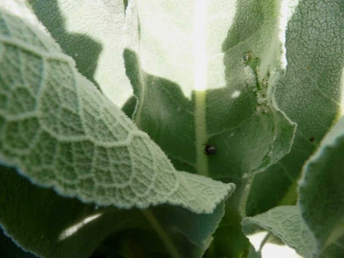 Longitarsus (e larva?)